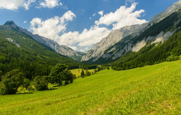 Picture trees, mountains, nature, clearing, trees, nature, mountains, meadow