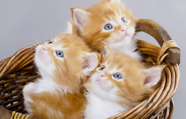 Picture basket, kittens, red, trio, Maine Coon, Trinity, blue eyes