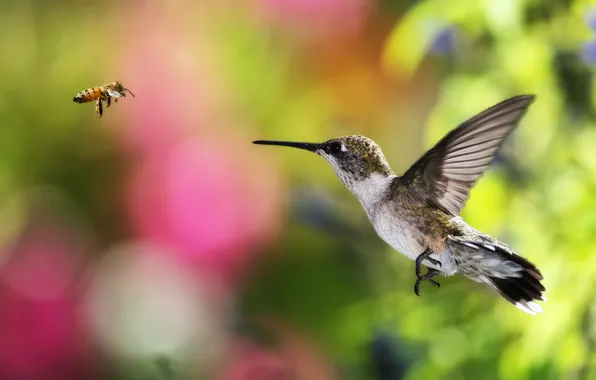 Picture flight, bee, background, bird, Hummingbird, bokeh
