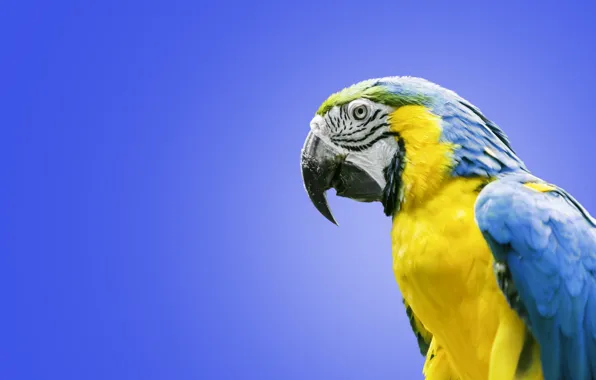 Picture bird, parrot, Ara, Blue-and-yellow macaw