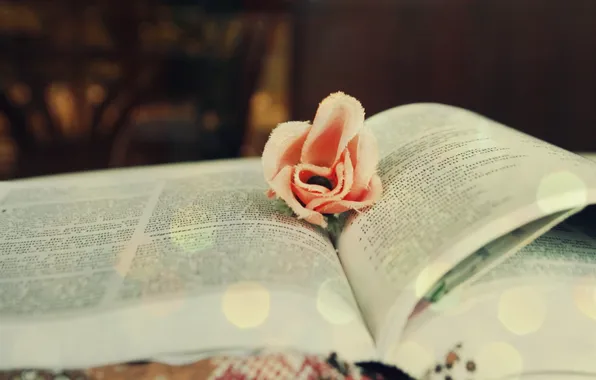 Picture flower, macro, glare, mood, color, book, reading