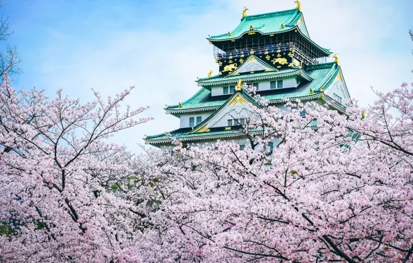 Picture castle, Japan, Sakura, pagoda