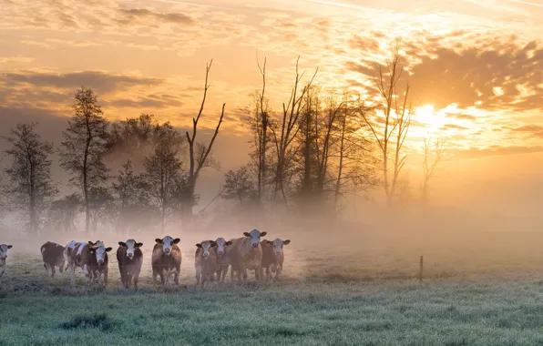 Picture field, fog, morning, cows