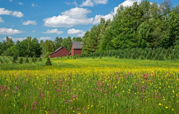Picture trees, flowers, home, meadow, New Hampshire, New Hampshire, Bethlehem, Bethlehem