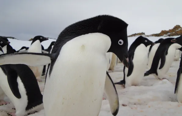 Picture animals, penguin, Antarctica
