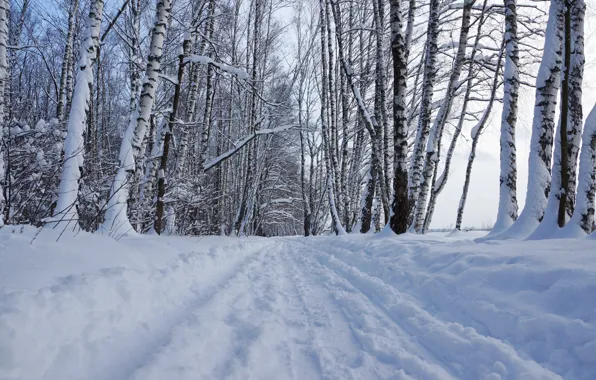 Picture winter, forest, snow, nature, Landscape, birch
