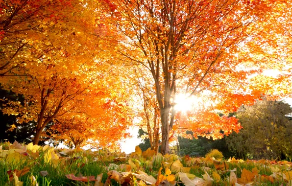Picture autumn, leaves, trees, beautiful, Autumn, maple