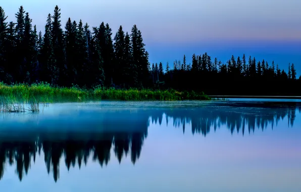 Picture forest, grass, nature, lake, pond, reflection, thickets, swamp, spruce, the evening