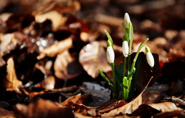 Picture leaves, snowdrops, three