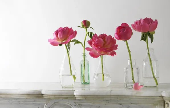 Picture stems, petals, Bud, bottle, pink, peonies, vases, composition