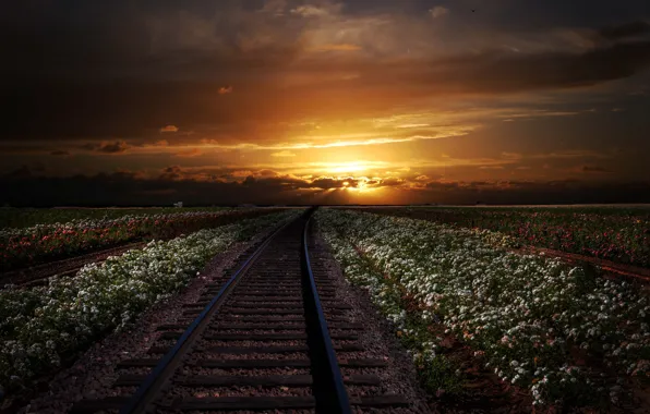 Picture sunset, flowers, field, rails, dal, railroad