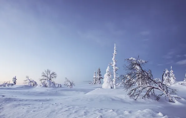 Picture winter, snow, trees, the snow, Finland, Finland, Lapland, Lapland