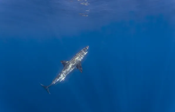 Picture light, reflection, shark, underwater, white shark