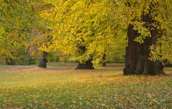 Picture autumn, forest, grass, leaves, trees, Park