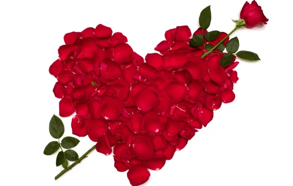 Picture flower, love, flowers, heart, rose, roses, petals, red, heart, recognition