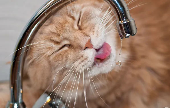 Picture cat, face, water, drops, thirst, crane, Kote, Maine Coon