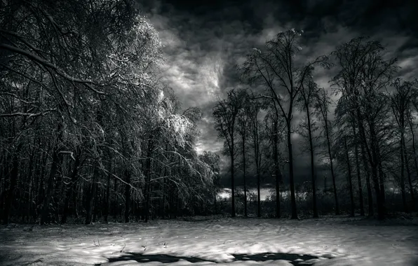 Picture forest, clouds, snow, Black Forest
