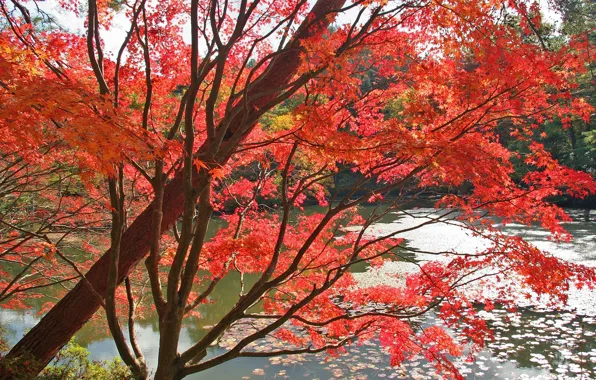 Picture autumn, red, Water, Trees, Leaves