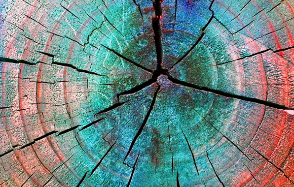 Picture cracked, tree, color, stump, ring