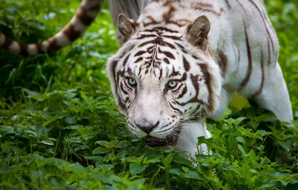 Picture face, thickets, predator, white tiger, wild cat