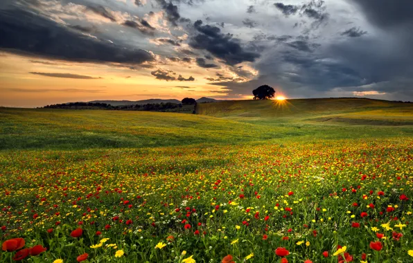 Picture field, clouds, flowers, tree, the evening, field, flowers, clouds, tree, evening, orange sky, orange sky