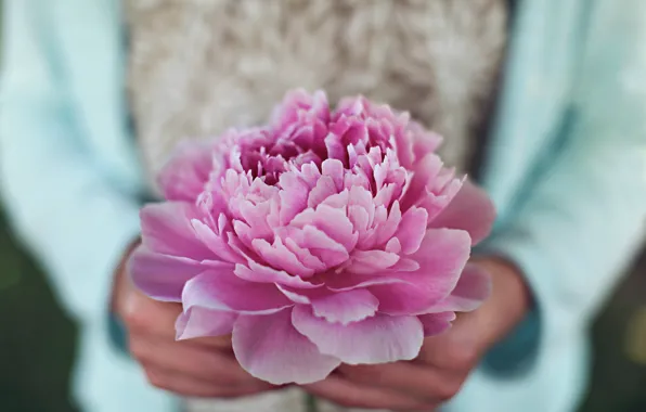 Picture flower, pink, petals, peony