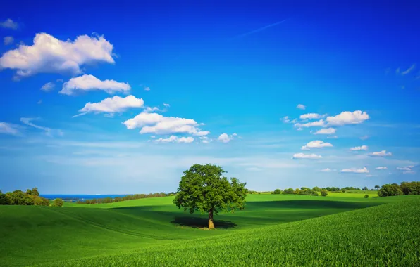 Picture greens, field, the sky, grass, clouds, tree, spring