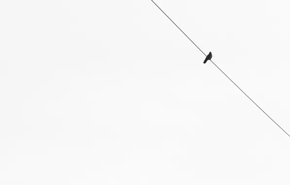 Picture background, bird, minimalism