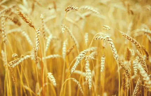 Picture wheat, field, macro, nature, background, widescreen, Wallpaper, field, rye, spikelets, wallpaper, ears, widescreen, background, spike, …