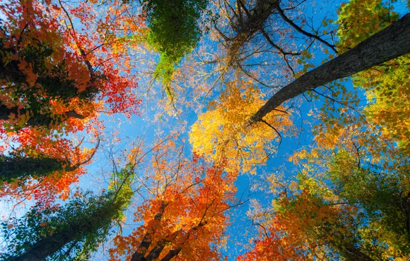 Picture autumn, forest, the sky, leaves, trees