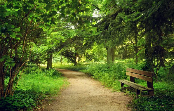 Picture Nature, Trees, Bench, Summer, Park