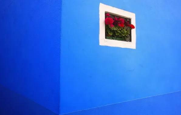 Picture flowers, wall, grille, angle, blue, geranium, window, Kalachik