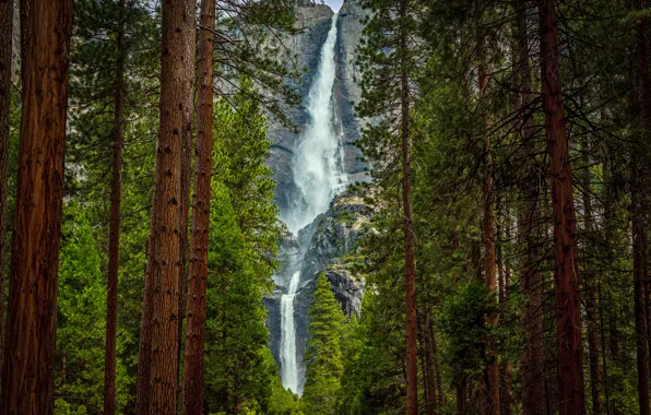 Picture forest, trees, mountains, rock, waterfall