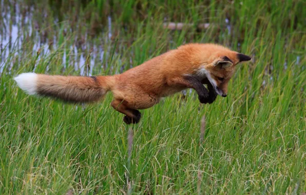 Picture grass, jump, Fox