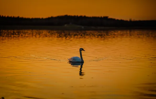 Picture swan, twilight, sunset, lake, dusk