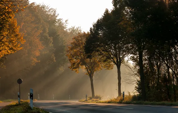 Picture road, light, trees