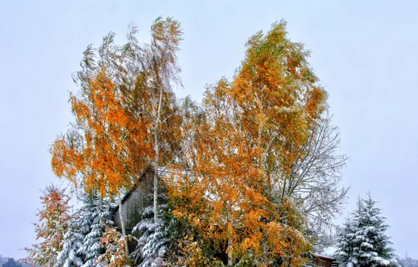 Picture roof, autumn, the sky, leaves, snow, trees, house