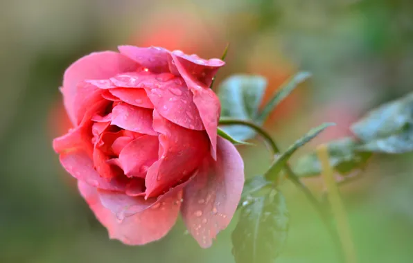 Picture flower, leaves, water, drops, Rosa, rose, petals