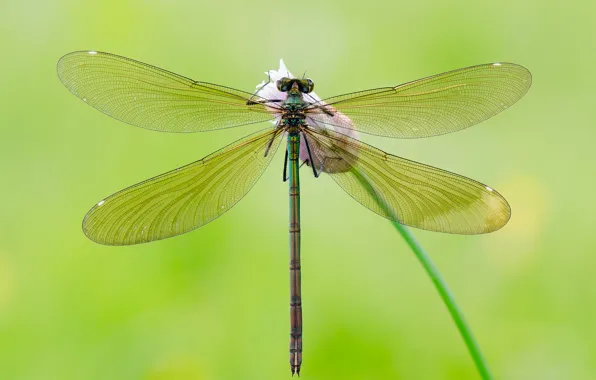 Picture flower, background, dragonfly, Bud