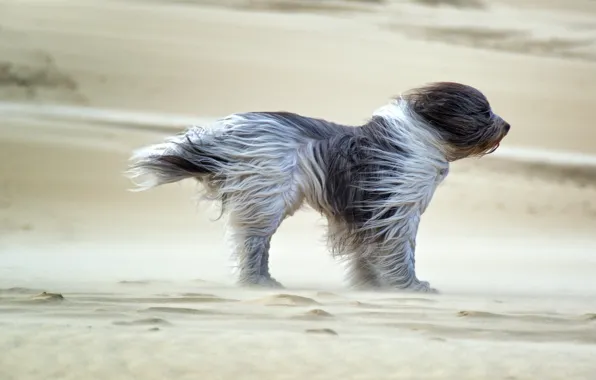 Picture dog, sands, wind, fell