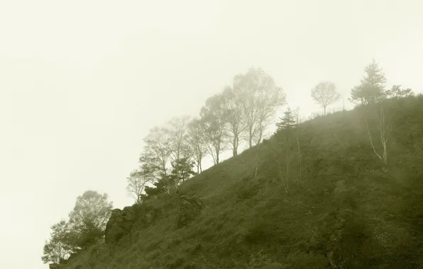 Picture trees, fog, mountain, morning