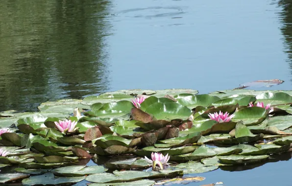 Picture leaves, water, pond, Lily
