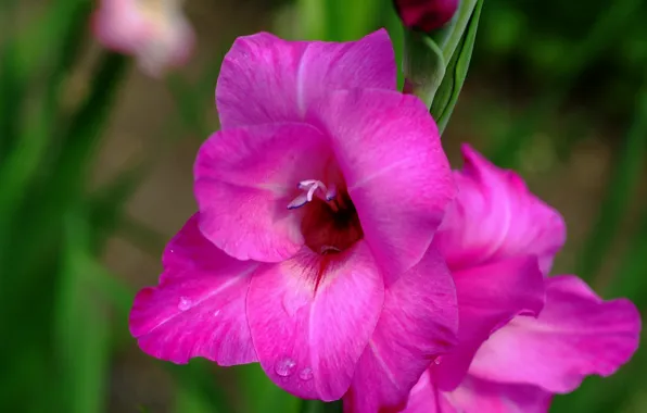 Picture Drops, Pink, Drops, Gladiolus, Gladiolus