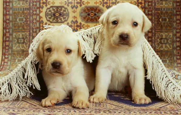 Picture carpet, Puppies, two, two, puppy