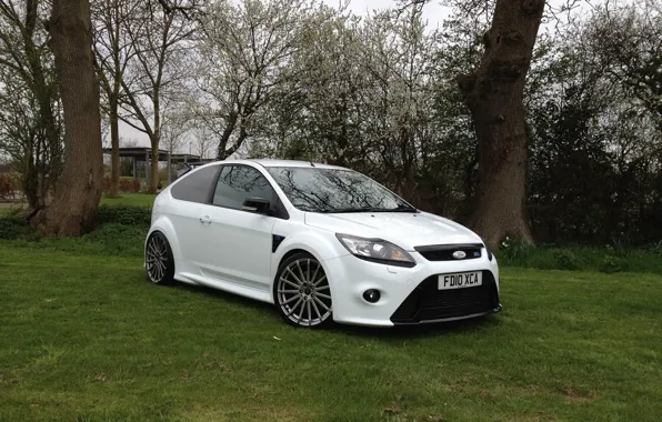 Picture white, grass, ford, focus