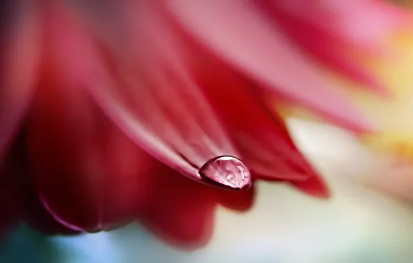 Picture flower, drop, petal