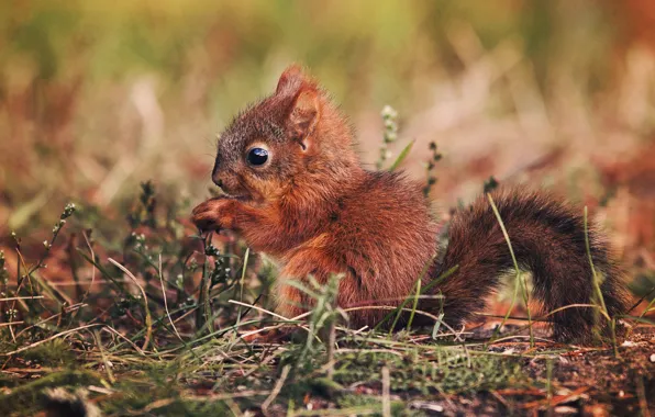Picture nature, squirrel, by Thunderi