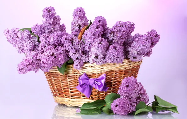 Picture purple, leaves, flowers, branches, basket, spring, bow, lilac