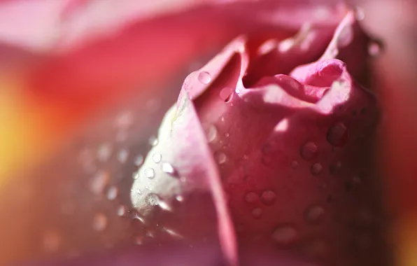 Picture flower, drops, pink, rose, petals