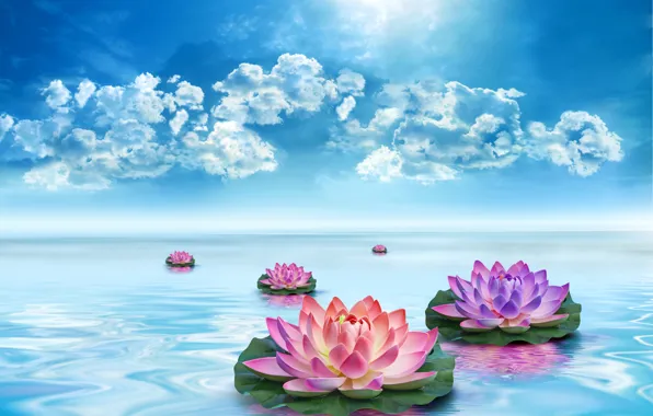 Picture the sky, leaves, water, clouds, flowers, beauty, Lotus
